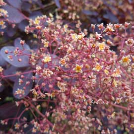 cotinus